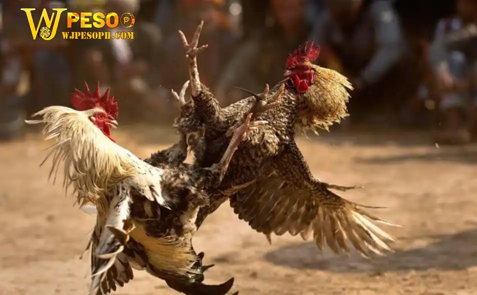 Live cockfighting WJPESO 1