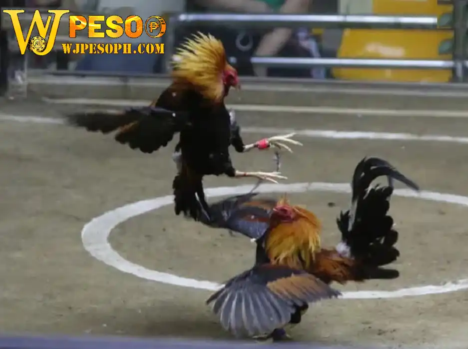 Live cockfighting WJPESO 2