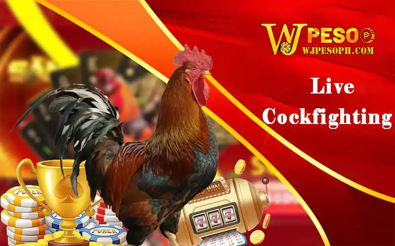 Live cockfighting WJPESO